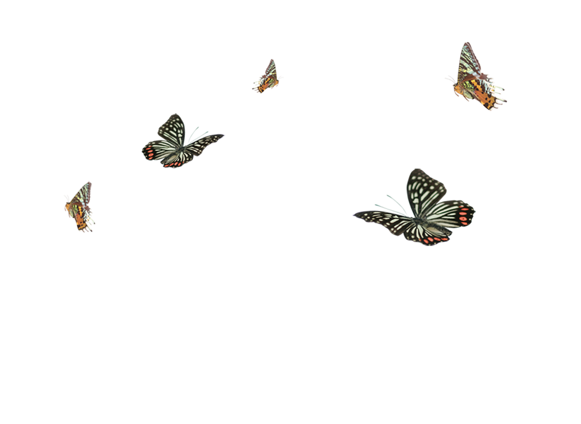 butterflies